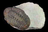 Reedops Trilobite - Foum Zguid, Morocco #165965-1